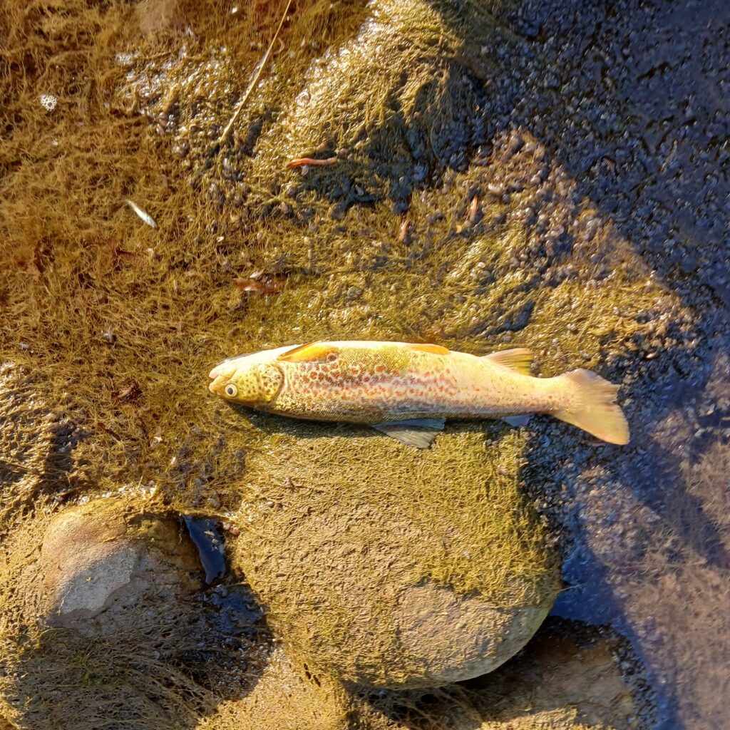 Pesci morti nel fiume Maira per responsabilità umane